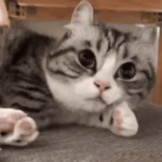 🥱 cat, animal, pet, cute, kitten telegram sticker