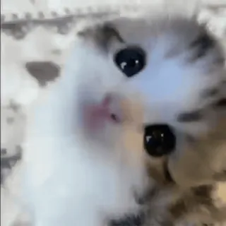 🥺 chaton, chat, animal, mignon, animal de compagnie whatsapp sticker