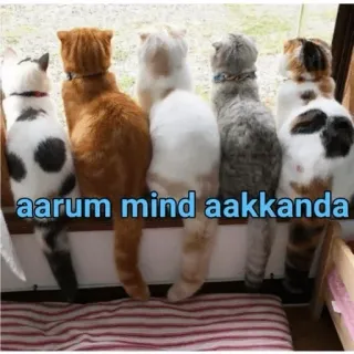 😏 aarum mind aakkanda cats, animals, window, looking, together telegram sticker
