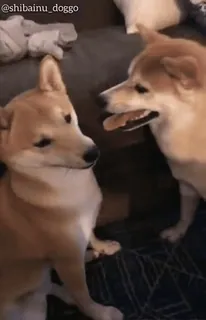 🦖 shibainu_doggo shiba inu, chien, animal de compagnie, doggo, mignon, animal, mème telegram sticker