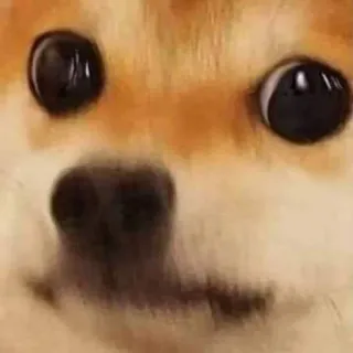 😶 chien, shiba inu, mème, animal, animal de compagnie whatsapp sticker