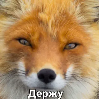 🤝 Держу raposa, animal, meme, segurando telegram sticker