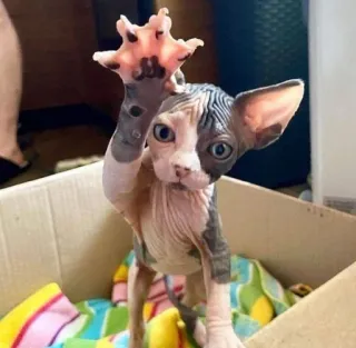🙋‍♀️ chat, sphynx, chat sans poil, animal de compagnie, animal, chaton telegram sticker