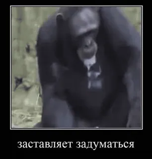 🧐 заставляет задуматься animale, scimmia, meme, pensare telegram sticker