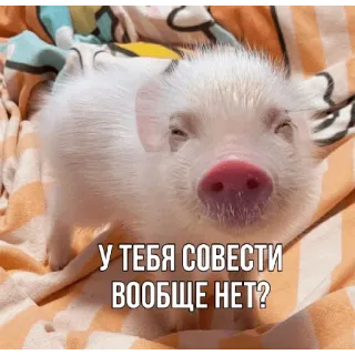 🤔 У ТЕБЯ СОВЕСТИ ВООБЩЕ НЕТ? หมู, น่ารัก, สัตว์, มีม, รัสเซีย, ข้อความ telegram sticker