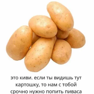 🍺 это киви. если ты видишь тут
картошку, то нам с тобой
срочно нужно попить пиваса kiwi, pomme de terre, bière, blague, mème, nourriture telegram sticker
