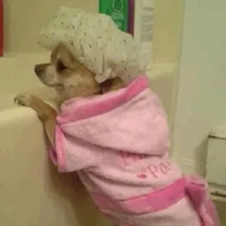 🐩 Spa dog, spa, bathrobe, shower cap, cute, pet, animal telegram sticker