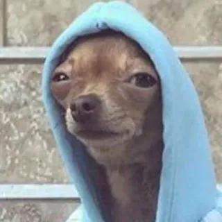 😑 chien, chihuahua, sweat à capuche, animal de compagnie, animal telegram sticker