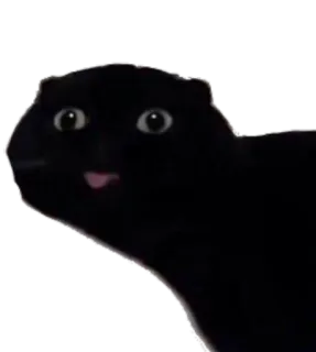 😛 кот, мем, животное, смешной, черный кот whatsapp sticker