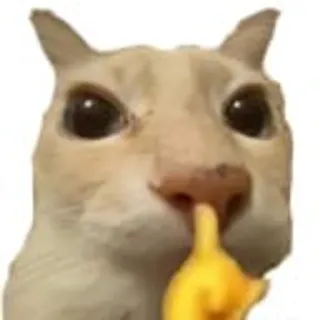 🤫 Katze, Tier, lustig, Meme telegram sticker