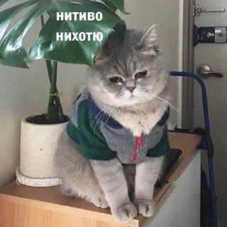 😔 НИТИВО НИХОТЮ kot, słodki, zwierzę, mem, smutny, rosyjski, śmieszny telegram sticker
