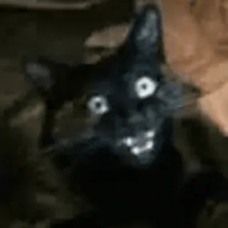 😱 gato, gato negro, animal, mascota, tenebroso, gracioso, meme whatsapp sticker