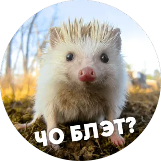 😦 ЧО БЛЭТ? hérisson, animal, mignon telegram sticker