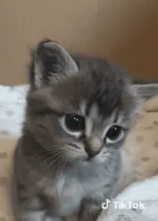 ❤ anak kucing, kucing, imut, binatang, hewan peliharaan, hewan domestik telegram sticker