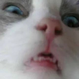 🐱 chat, animal, animal de compagnie, drôle, mème, mignon telegram sticker