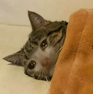 🧈 chat, triste, animal, animal de compagnie, chaton telegram sticker