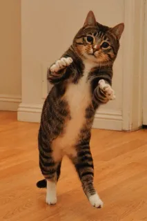 ⚡️ gato, baile, gracioso, animal, gato doméstico telegram sticker