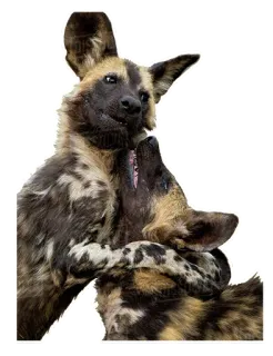 👨‍👦 psy, likaony, zwierzę, dzika przyroda, czuły, bawiący się telegram sticker