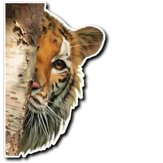 😯 tigre, animal, fauna, naturaleza, mamífero, depredador, gato whatsapp sticker
