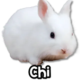 😁 Chi 动物, 可爱, 兔子, 白色, 宠物 whatsapp sticker