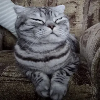😑 cat, grey tabby, animal, pet, domestic animal telegram sticker