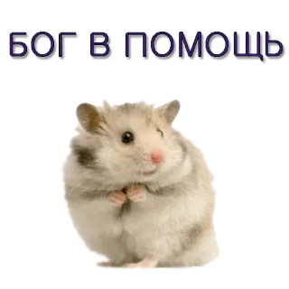 🙏 БОГ В ПОМОЩЬ хомяк, милый, животное, грызун, спасите telegram sticker