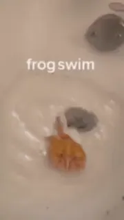 Frogggs whatsapp stickers
