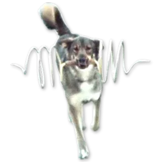 🔌 Hund, Tier, Stock, Laufen, Haustier telegram sticker