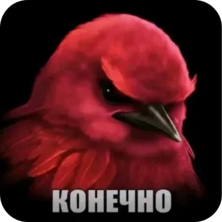 🐦‍⬛️ Red Angry Birds КОНЕЧНО angry bird, red bird, furious, serious, meme, funny, expression telegram sticker