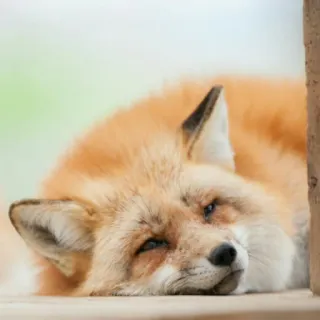 🦊 whatsapp sticker