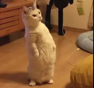 😳 mèo, đứng, động vật, thú cưng, mèo nhà, mèo trắng telegram sticker