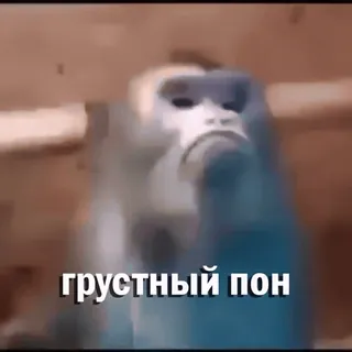 😢 грустный пон macaco, triste, meme, russo, animal, macaco triste whatsapp sticker
