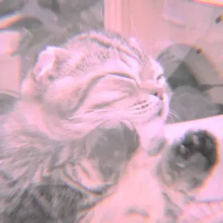 🐾 Katze, Kätzchen, Haustier, Tier, süß, Hauskatze whatsapp sticker