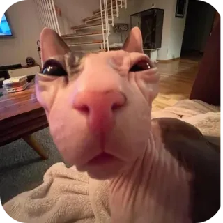 ✋ 猫, スフィンクス, ペット, 動物, 面白い, ミーム whatsapp sticker