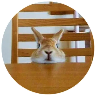 🙂 rabbit, pet, animal, domestic, bunny telegram sticker