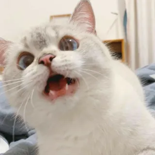 🐱 cat, funny, meme, animal, pet, shocked telegram sticker