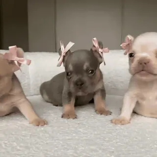 🎀 anak anjing, bulldog prancis, anjing, lucu, hewan peliharaan, binatang whatsapp sticker