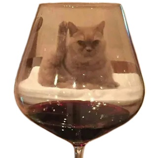 🍷 kucing, anggur, gelas, hewan, hewan peliharaan telegram sticker