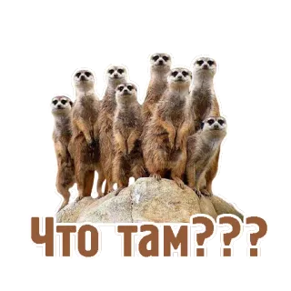 👀 ЧТОТАМ??? suricati, animali, carino, gruppo, domanda telegram sticker