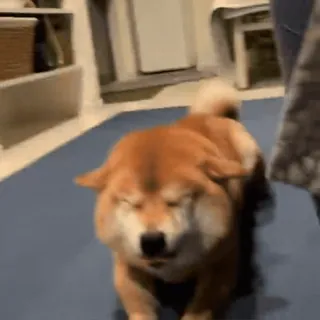 😊 pies, shiba inu, zwierzę, zwierzak, słodki, śmieszny, mrużący oczy telegram sticker