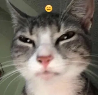 🤍 gato, emoji, meme, animal, cinza, engraçado, animal de estimação telegram sticker