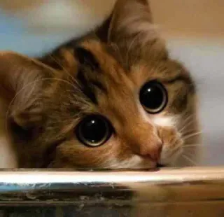 😳 кот, котенок, милый, животное, питомец, домашнее животное telegram sticker