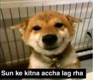 🔥 Sun ke kitna accha lag rha dog, happy, cute, meme telegram sticker