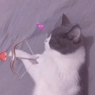🍡 chat, arc et flèche, cœur, amour, mignon, animal, Saint-Valentin whatsapp sticker