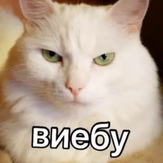 👌 Виебу кот, животное, оскорбительный, мем, смешной telegram sticker