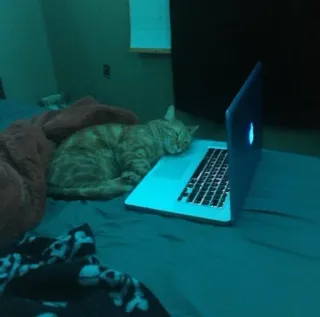 😶 cat, laptop, sleeping, pet, computer, animal, tabby cat telegram sticker