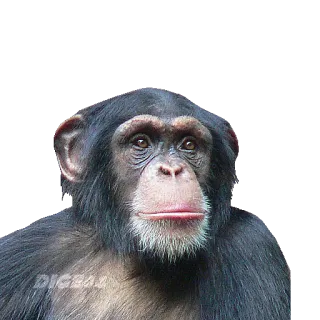 🐵 chimp, monkey, animal, ape, primate, wildlife, mammal telegram sticker