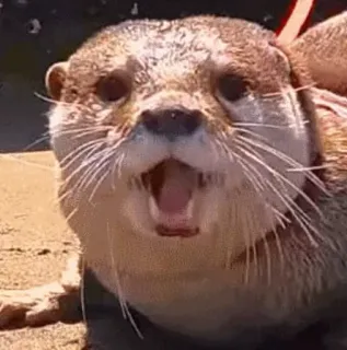 😱 otter, animal, cute, mammal, wildlife, sea otter telegram sticker
