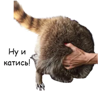 😁 Ну и катись! guaxinim, animal, humor, russo, frase telegram sticker