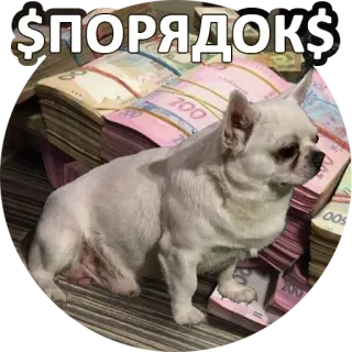 👌 $ПОРЯДОК$ cane, soldi, valuta, pila, chihuahua, ucraina, grivnia whatsapp sticker